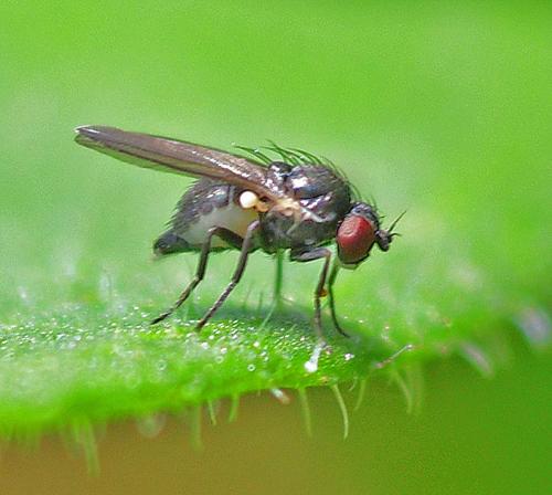 Phytomyza myosotica
